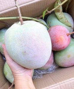 jual bibit mangga kelapa super manis Muna Barat