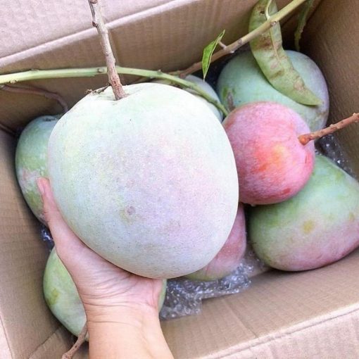 jual bibit mangga kelapa super manis Muna Barat