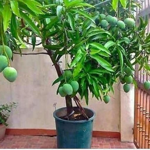 jual bibit mangga kelapa super manis Pekanbaru