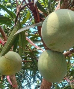 jual bibit mangga kelapa super manis Sumba Barat