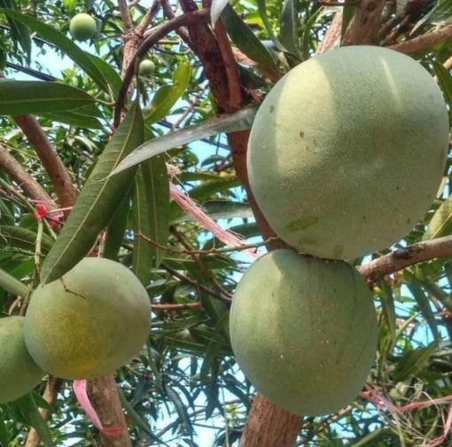 jual bibit mangga kelapa super manis Sumba Barat