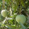 jual bibit mangga kelapa super manis Wonogiri