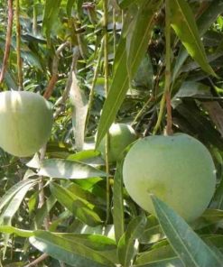 jual bibit mangga kelapa super manis Wonogiri