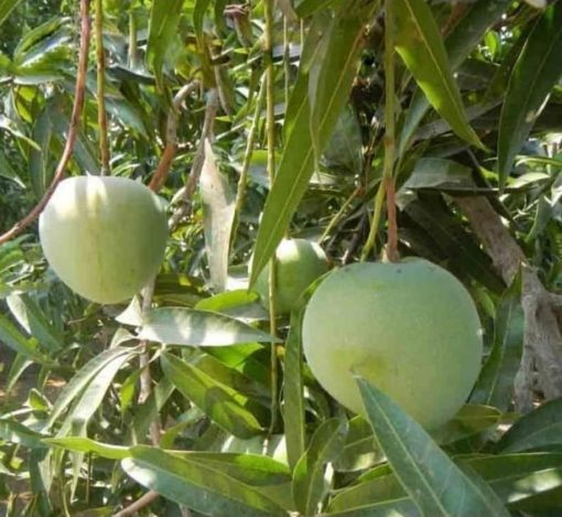 jual bibit mangga kelapa super manis Wonogiri