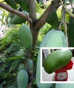 jual bibit mangga kio jay stek okulasi cepat berbuah Yogyakarta