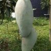 jual bibit mangga kiojay genjah sudah okulasi berkualitas siap tanam Manado