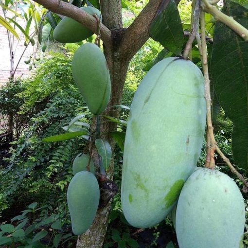 jual bibit mangga kiojay jumbo okulasi bisa ditanam dipot Lebak