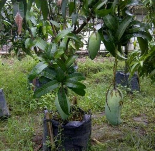 jual bibit mangga kiojay jumbo okulasi bisa ditanam dipot Subulussalam