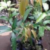 jual bibit mangga kiojay Muara Enim