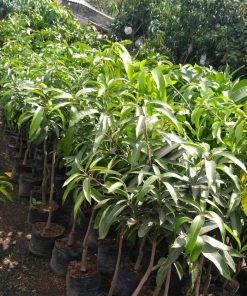 jual bibit mangga kiojay okulasi genjah Tomohon