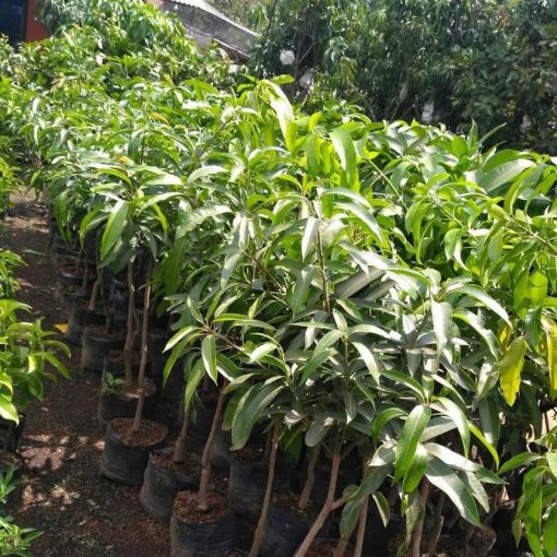 jual bibit mangga kiojay okulasi genjah Tomohon