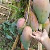 jual bibit mangga kiojay thailand Timor Tengah Utara