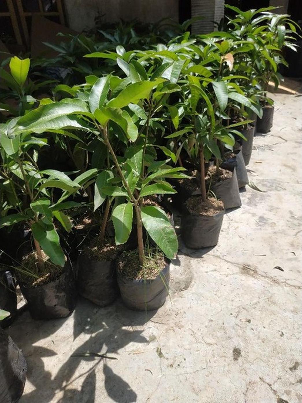 Gambar Produk jual bibit mangga kombinasi satu pohon dua jenis hasil okulasi Kepahiang