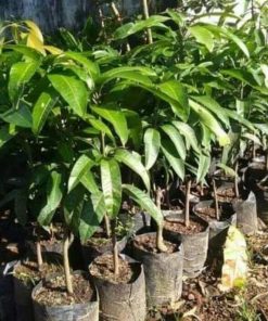 jual bibit mangga kweni sangat subur cepat berbuah Mamuju Utara