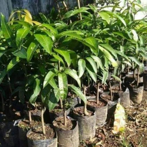 jual bibit mangga kweni sangat subur cepat berbuah Mamuju Utara