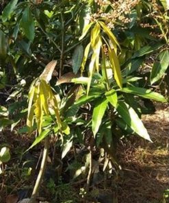 jual bibit mangga kweni sangat subur cepat berbuah Rokan Hilir