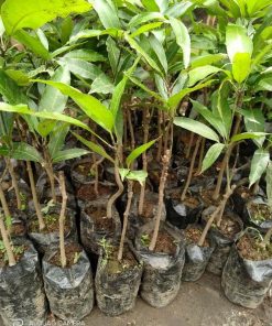 jual bibit mangga mahathir okulasi Indramayu