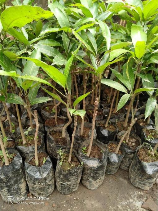 jual bibit mangga mahathir okulasi Indramayu