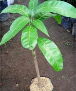 jual bibit mangga mahatir berkwalitas hasil okulasi cepat berbuah tanaman tabulampot Bolaang Mongondow Timur
