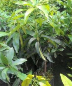 jual bibit mangga mahatir berkwalitas hasil okulasi cepat berbuah tanaman tabulampot Deli Serdang