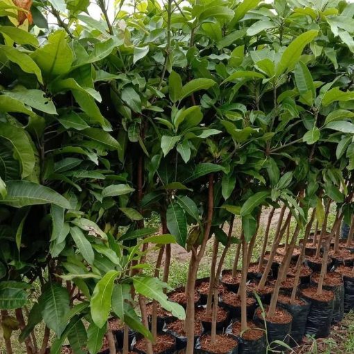 jual bibit mangga mahatir jumbo kualitas super Kolaka Timur