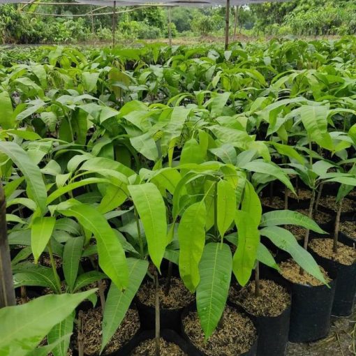 jual bibit mangga mahatir okulasi super Trenggalek