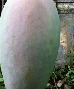 jual bibit mangga mahatir tanaman Kotawaringin Timur