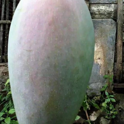 jual bibit mangga mahatir tanaman Kotawaringin Timur