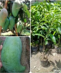 jual bibit mangga mahatir tanaman Manokwari Selatan