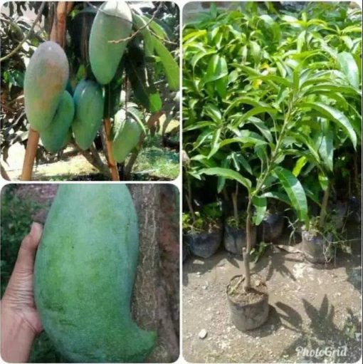 jual bibit mangga mahatir tanaman Manokwari Selatan