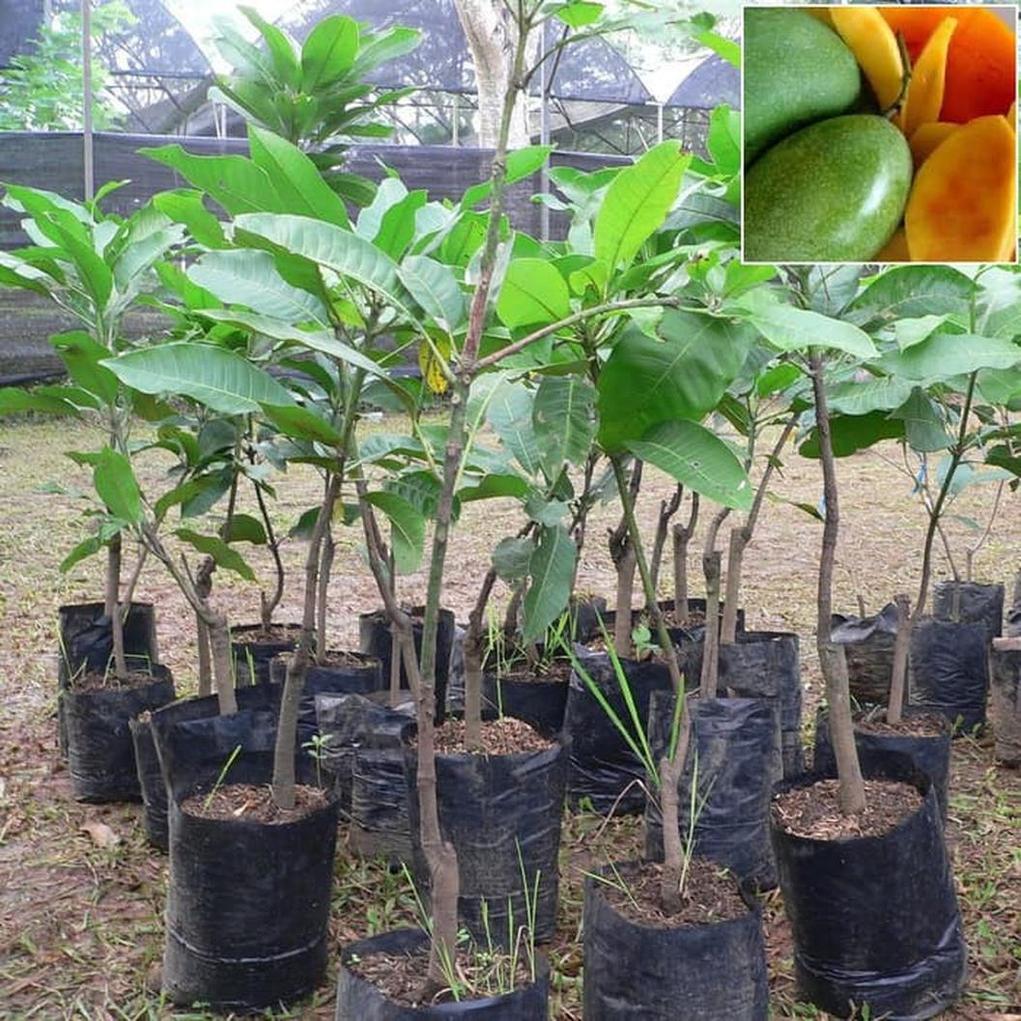 Gambar Produk jual bibit mangga manalagi hasil okulasi siap berbuah Belu
