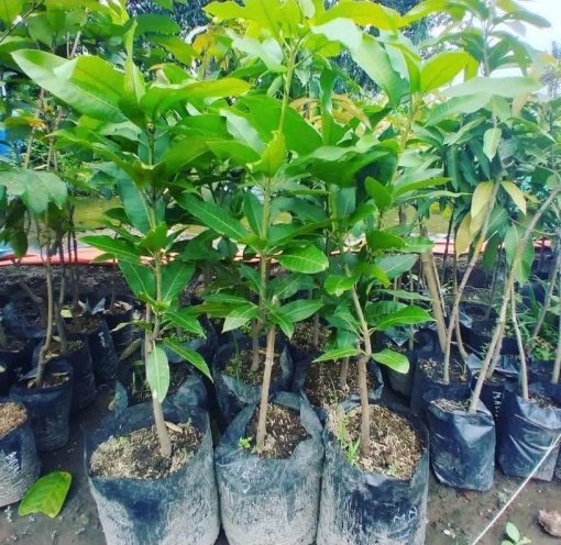 jual bibit mangga manalagi hasil okulasi siap berbuah Halmahera Timur