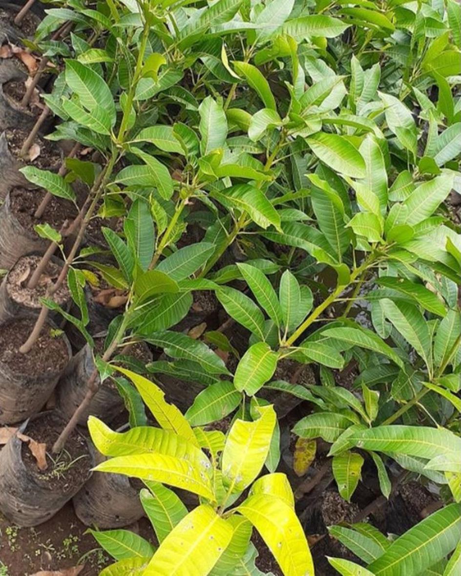 Gambar Produk jual bibit mangga manalagi hasil okulasi siap berbuah Maluku Barat Daya