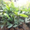jual bibit mangga manalagi hasil okulasi siap berbuah Semarang