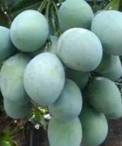 jual bibit mangga manalagi stek berkualitas unggul Belu