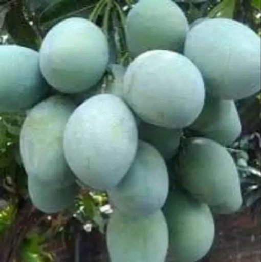 jual bibit mangga manalagi stek berkualitas unggul Belu