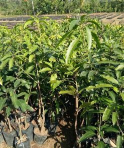 jual bibit mangga manalagi super Aceh Selatan