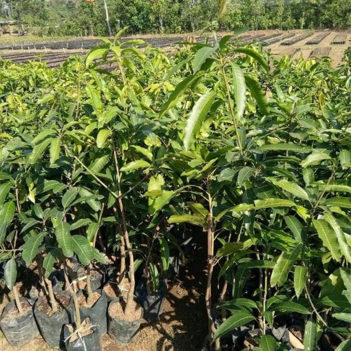 jual bibit mangga manalagi super Aceh Selatan