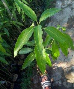 jual bibit mangga manalagi super Balikpapan