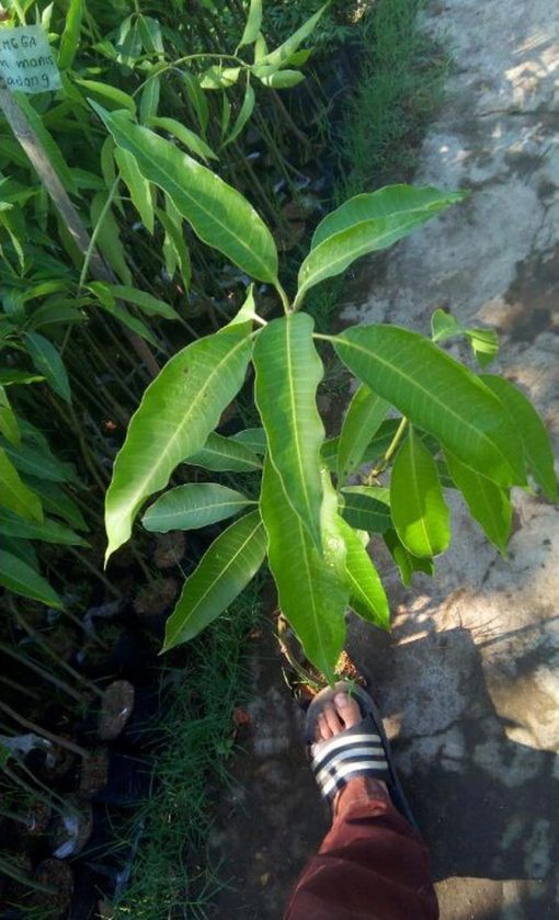 jual bibit mangga manalagi super Balikpapan