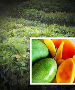 jual bibit mangga manalagi super genjah Polewali Mandar