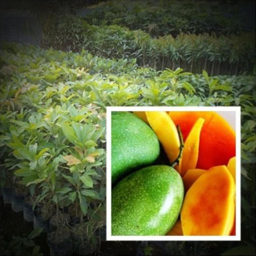 jual bibit mangga manalagi super genjah Polewali Mandar