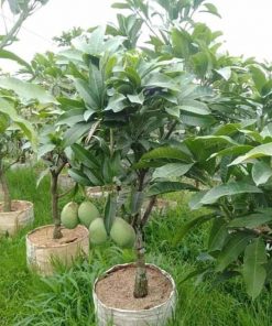 jual bibit mangga manalagi super hasil okulasi Ambon