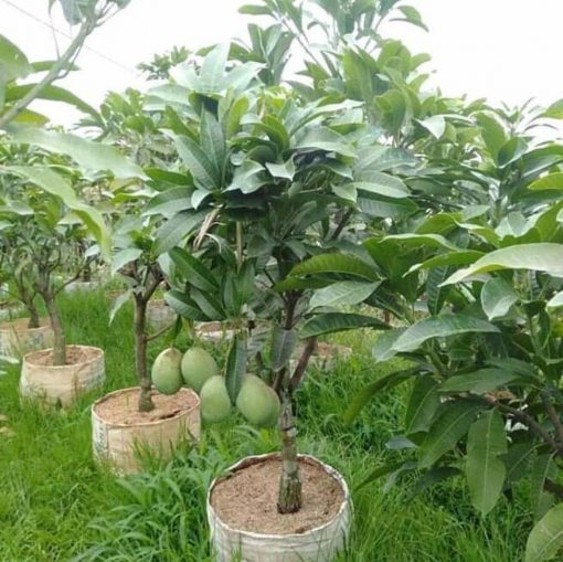 jual bibit mangga manalagi super hasil okulasi Ambon