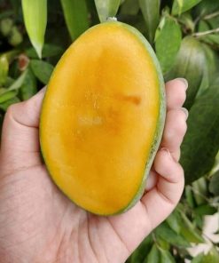 jual bibit mangga manalagi super Majene