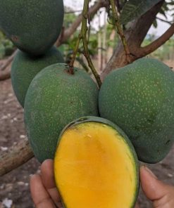 jual bibit mangga manalagi super Morowali