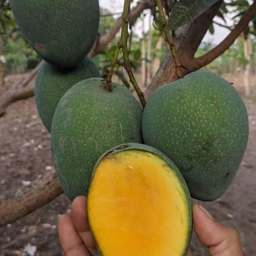 jual bibit mangga manalagi super Morowali