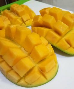 jual bibit mangga manalagi super Muaro Jambi