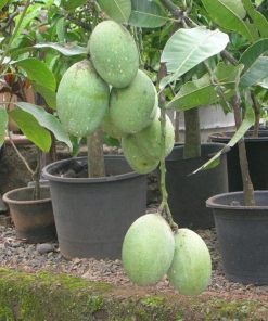 jual bibit mangga manalagi super siap berbuah pendek bisa Barito Selatan