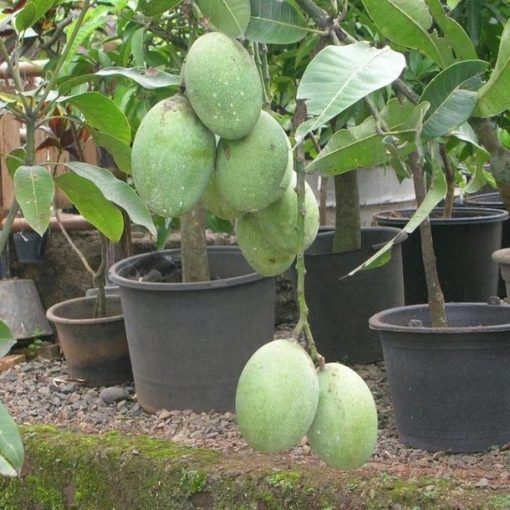 jual bibit mangga manalagi super siap berbuah pendek bisa Barito Selatan